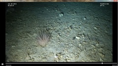 Cribrinopsis fernaldi