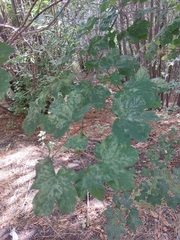 Acer opalus obtusatum