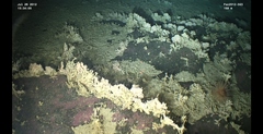 Cribrinopsis fernaldi