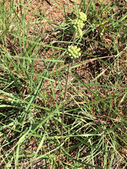 Asclepias stenophylla