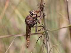 Proctacanthus philadelphicus