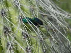Acmaeodera sinaloensis