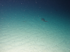 Cribrinopsis fernaldi
