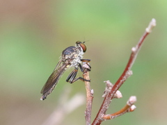 Ommatius tibialis