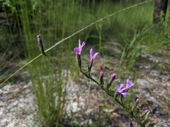 Liatris pauciflora