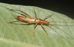 Prognathogryllus elongatus
