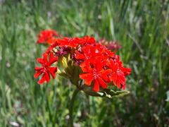 Silene chalcedonica