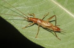 Prognathogryllus elongatus