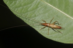 Prognathogryllus elongatus