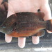 Lepomis miniatus - Photo (c) Fishes of Texas team, osa oikeuksista pidätetään (CC BY-SA), lähettänyt Fishes of Texas team