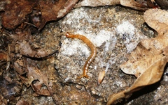 Theatops erythrocephalus