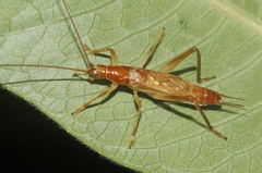 Prognathogryllus elongatus