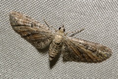 Eupithecia millefoliata