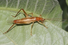 Prognathogryllus elongatus