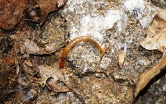 Theatops erythrocephalus