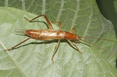 Prognathogryllus elongatus
