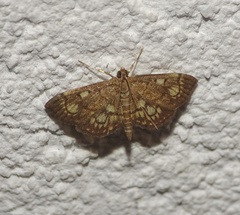 Anania stachydalis