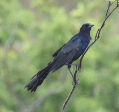 Quiscalus major image