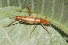 Prognathogryllus elongatus