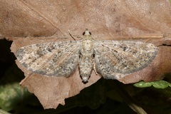Eupithecia millefoliata
