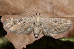 Eupithecia millefoliata