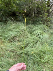 Carex hostiana