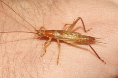 Prognathogryllus elongatus