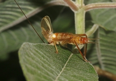 Prognathogryllus elongatus