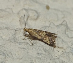 Brachmia blandella