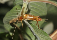 Prognathogryllus elongatus