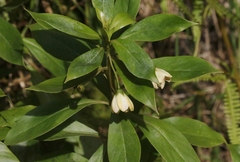 Lysimachia glutinosa