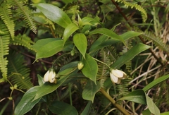 Lysimachia glutinosa