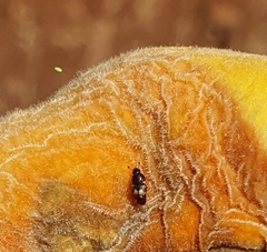 Carpophilus hemipterus