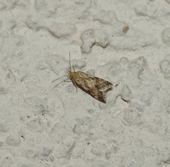 Brachmia blandella