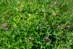 Geranium palustre