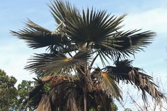 Pritchardia minor
