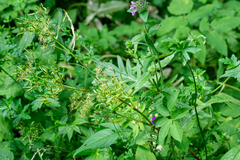 Chaerophyllum aromaticum