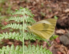 Pieris cheiranthi