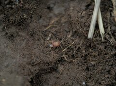 Myrmecophilus acervorum