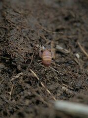 Myrmecophilus acervorum