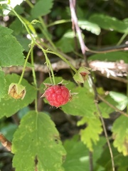 Rubus idaeus