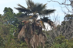 Pritchardia minor