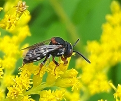 Epeolus