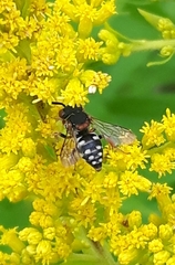 Epeolus