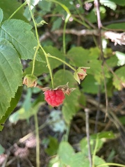 Rubus idaeus