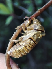 Tibicina