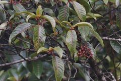 Perrottetia sandwicensis