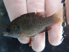 Lepomis miniatus