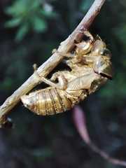 Tibicina