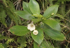 Lysimachia glutinosa